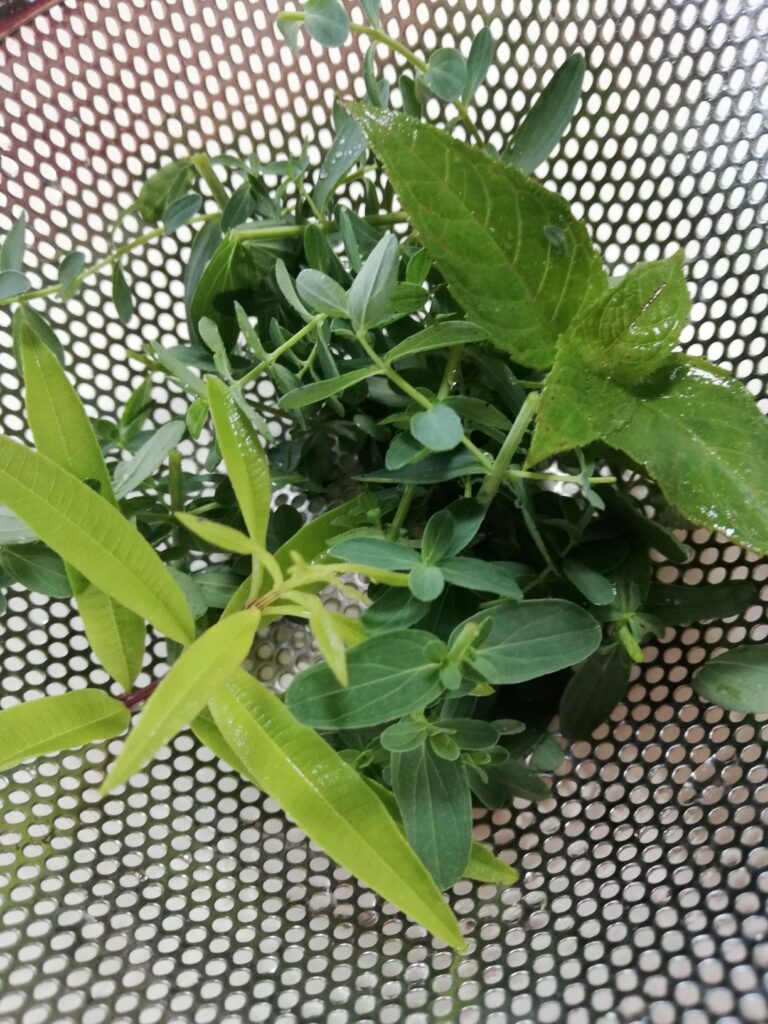 フレッシュハーブティー レモンバーベナ 千葉市 大人の女性の為のアロマ教室 サロンle Belage ル ベルエージュ