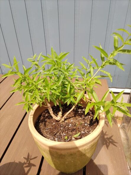 レモンバーベナ」植木鉢で栽培中 挿し木で増やせます – 千葉市 大人の 